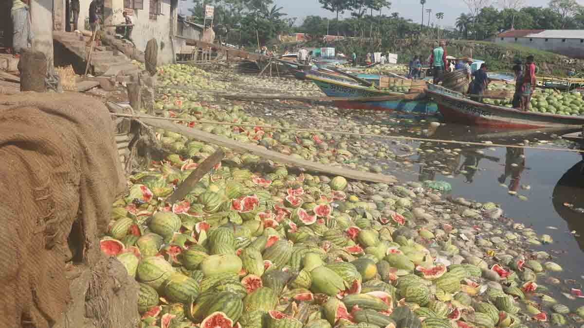 বরিশালে পানির দামে বিক্রি হচ্ছে তরমুজ, ফেলা হচ্ছে নদীতে - Nobokontho24