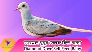 ডায়মন্ড ঘুঘুর সেলফ ফিড বাচ্চা । Diamond doves self feed chicks । The Feather Island