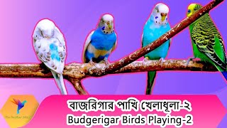 বাজরিগার পাখির খেলাধূলা ২। Budgerigar Birds Playing-2 । The Feather Island