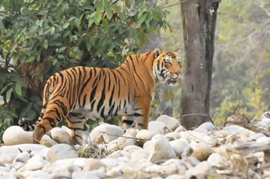 Jim Corbett National Park