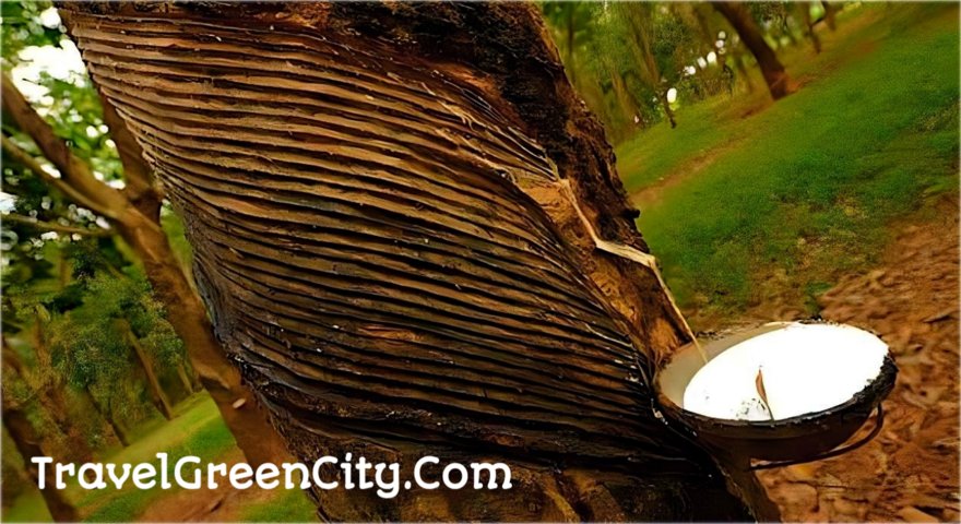 Rubber Garden of Mirzanagar Parshuram Upazila, Feni - Travel Green City | Travel Is Knowledge