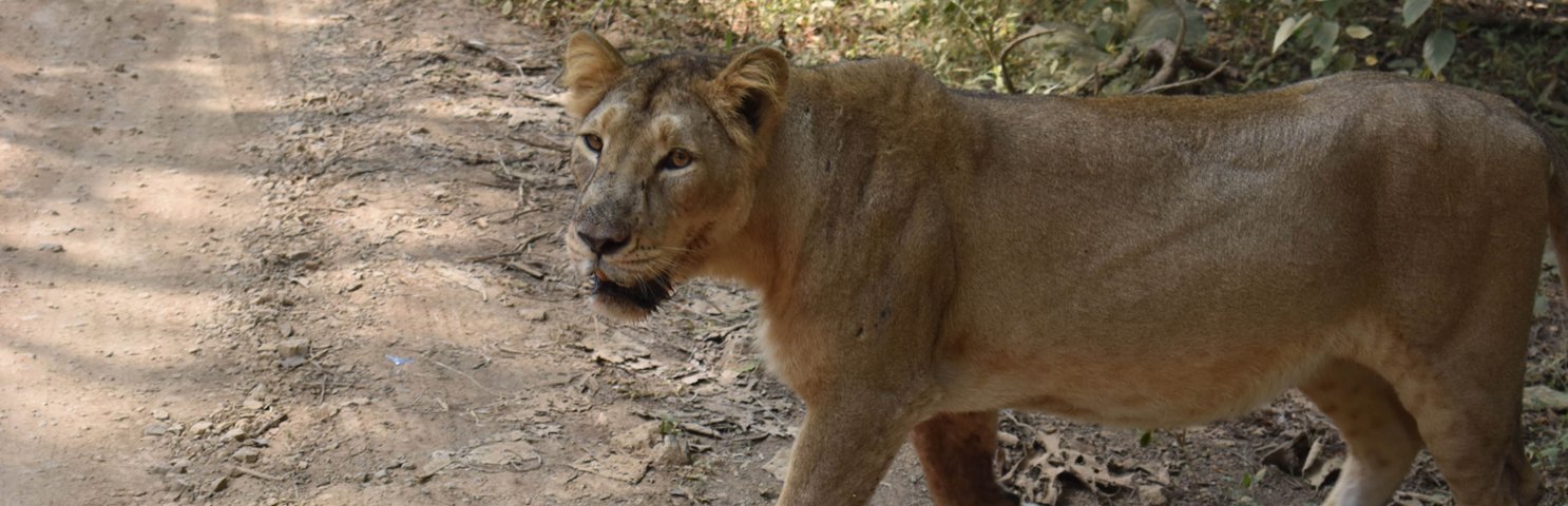 Gir Safari Booking | Gir National Park Safari Booking | GirLion