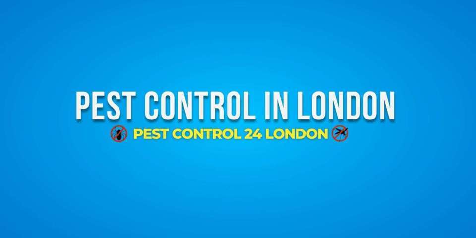 Pest Control in London: Effective Solutions for a Pest-Free Environment