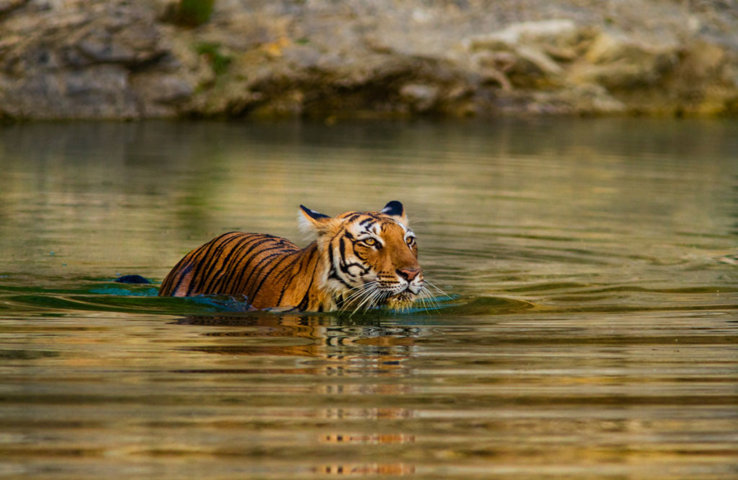 Online Ranthambore National Park Safari Booking