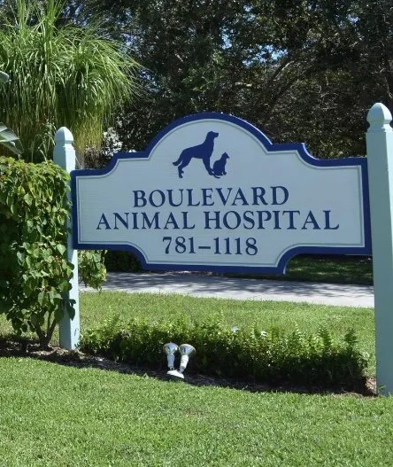 Animal Hospital Stuart Florida | Animal Surgery Veterinarian