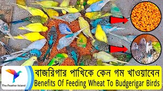 বাজরিগার পাখিকে গম খাওয়ানোর উপকারিতা Benefits Of Feeding Wheat To Budgerigar Bird@TheFeatherIsland