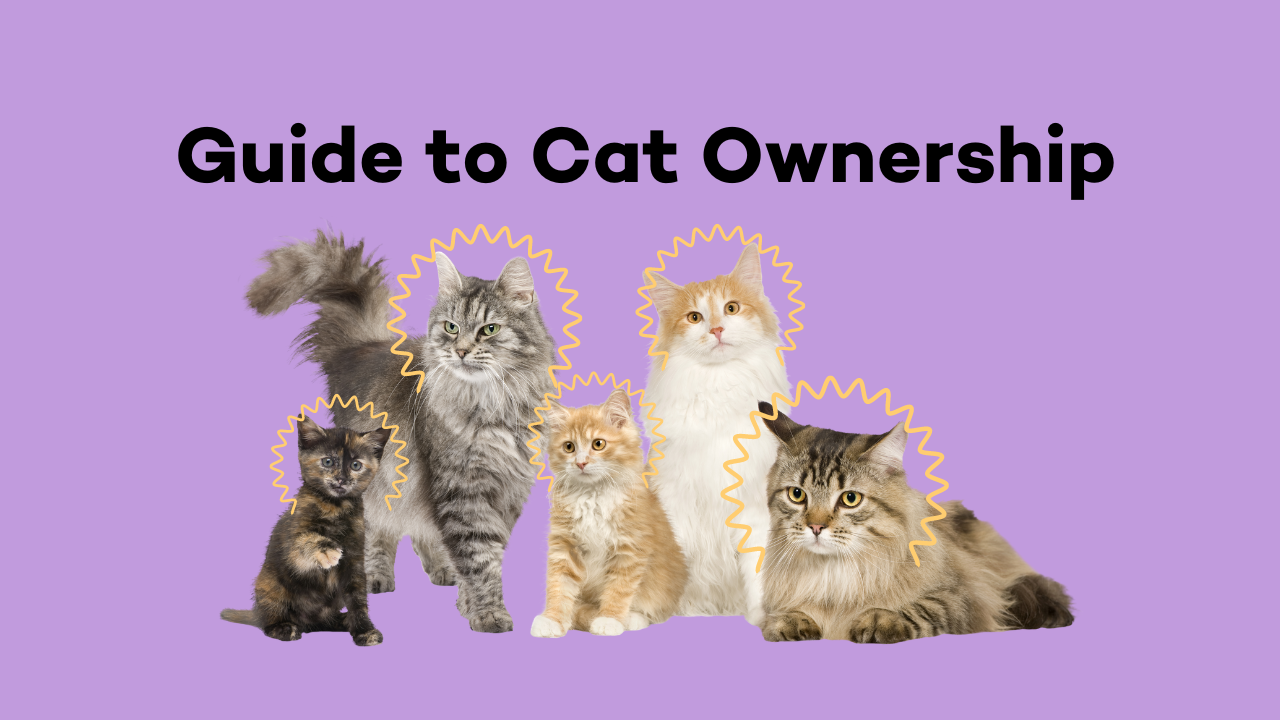 Cat Parenting 101: Effective Guide to Optimal Cat Care Expert Tips