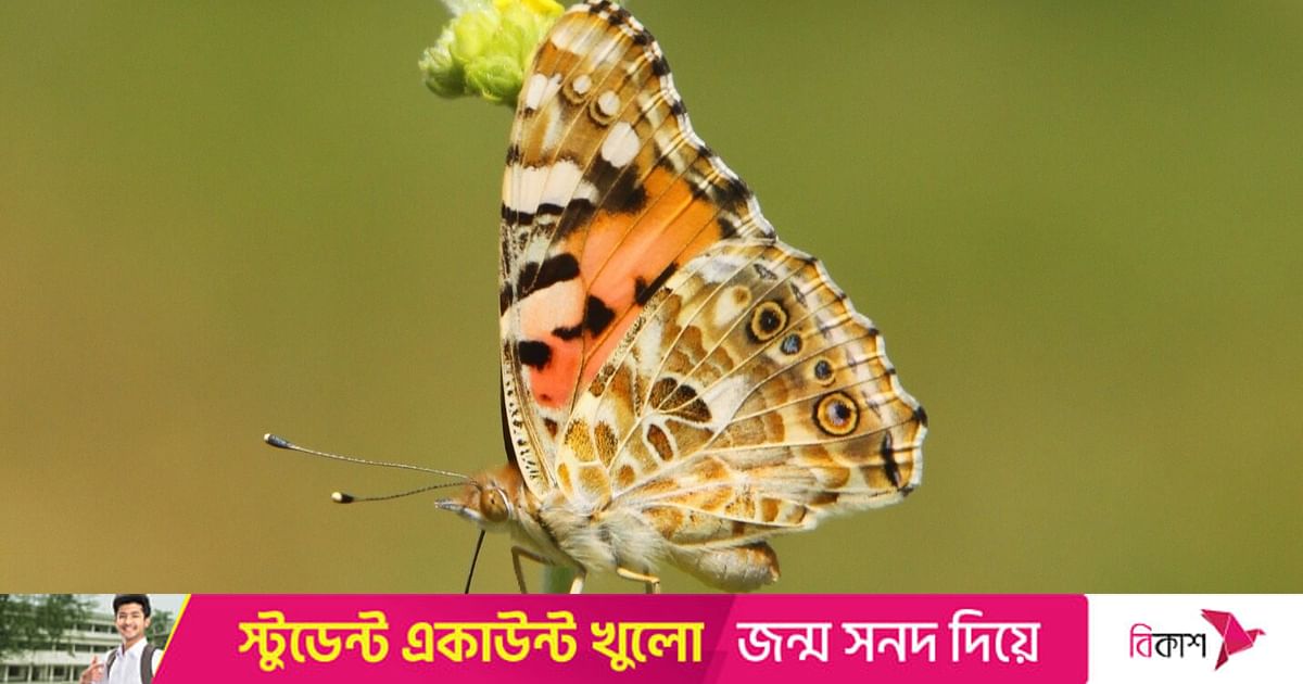 যে প্রজাপতি আটলান্টিক পাড়ি দেয় | প্রথম আলো