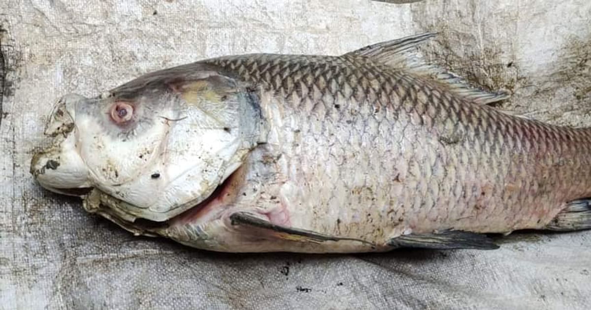 এবার হালদার শাখা খালে ভেসে এল মরা মা কাতলা | প্রথম আলো