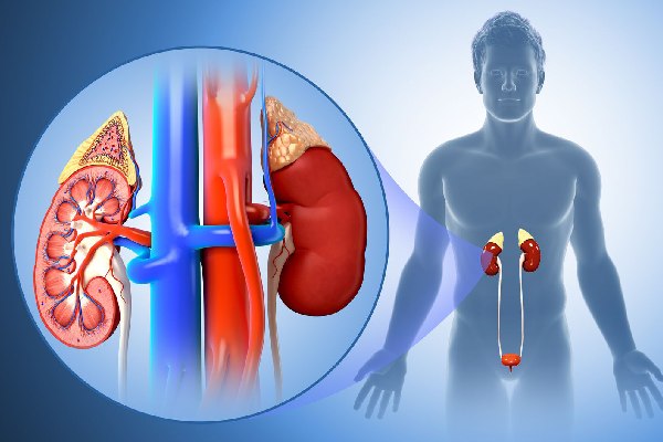 How to Know About Best Kidney Surgeon for Treatment - Latest Business New | Submit Blogs, Articles, and Guest Posts