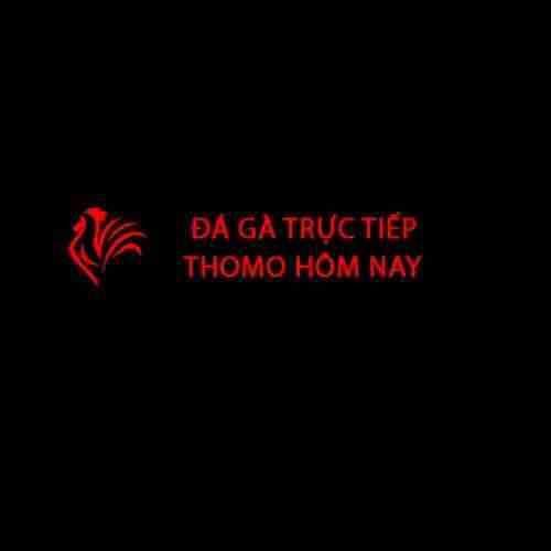 Đá Gà Trực Tiếp Thomo Hôm Nay