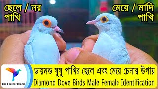 ডায়মন্ড ঘুঘু পাখির ছেলে মেয়ে চেনার উপায় Diamond Dove Male Female Identification ।@TheFeatherIsland