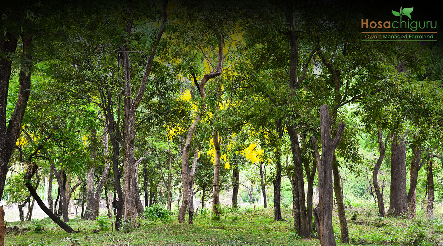 Sandalwood Cultivation – be a part of a thriving economical segment