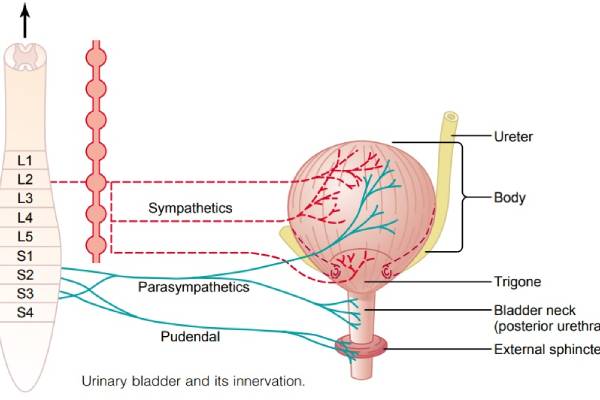 Understanding Bladder Sphincter Implants: A Guide to Improved Urinary Control - Saytechi