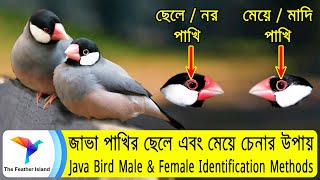 জাভা পাখির ছেলে এবং মেয়ে চেনার উপায় Java Bird Male & Female Identification Methods@TheFeatherIsland