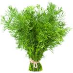 Dill Leaves Fresh Leaf UAE