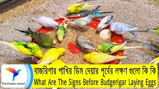 বাজরিগার পাখির ডিম দেয়ার পূর্বের লক্ষণ গুলো কি কি । What Are The Signs Before Budgerigar Laying Eggs