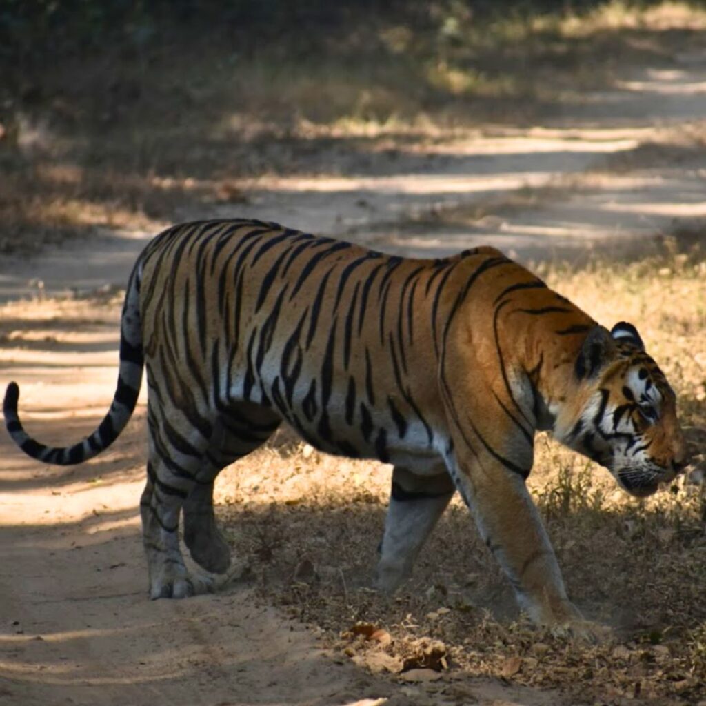 Voyage Faune Sauvage en Inde du Nord - Circuit Safari de 14 Jours & Aventure Tigre