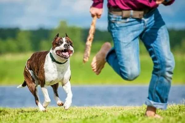 Why You Need a Dog Bite Attorney: Protecting Your Rights After an Attack - Global Post News, Guest Posting Sites, Article Submission
