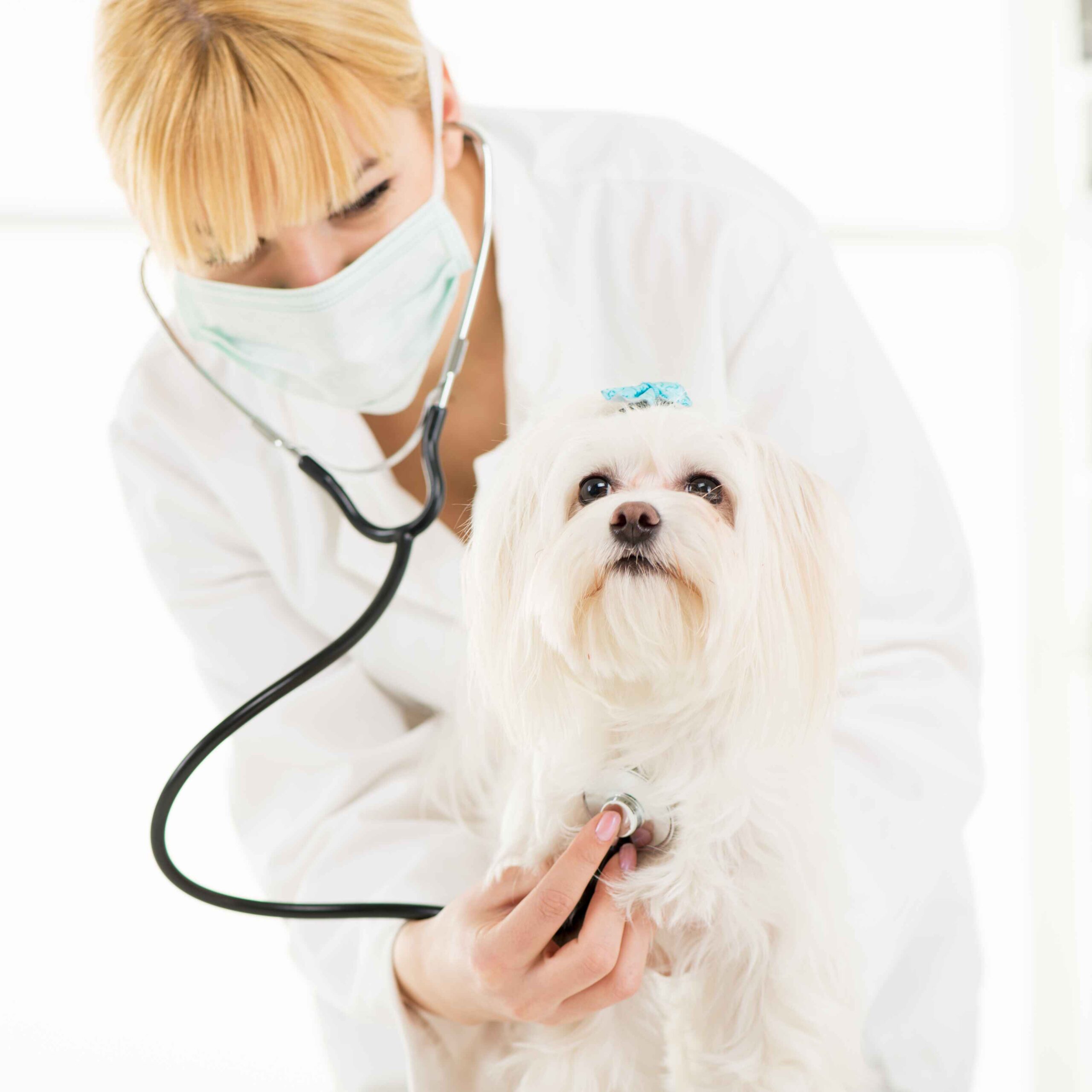 Unlocking Benefits of Animal Acupuncture: A Path to Your Pet's Wellness