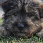 Dog Cat Health Care