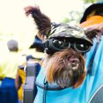 pet carrier