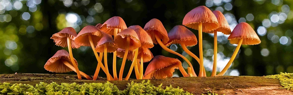 DC Legal Psychedelics