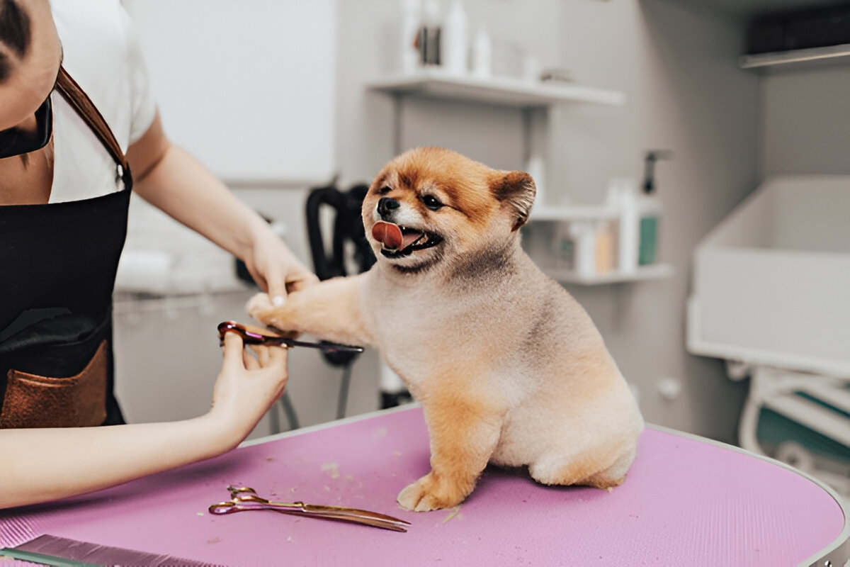 Why Your Pet Needs a Wellness-Focused Dog Day Care Center Now