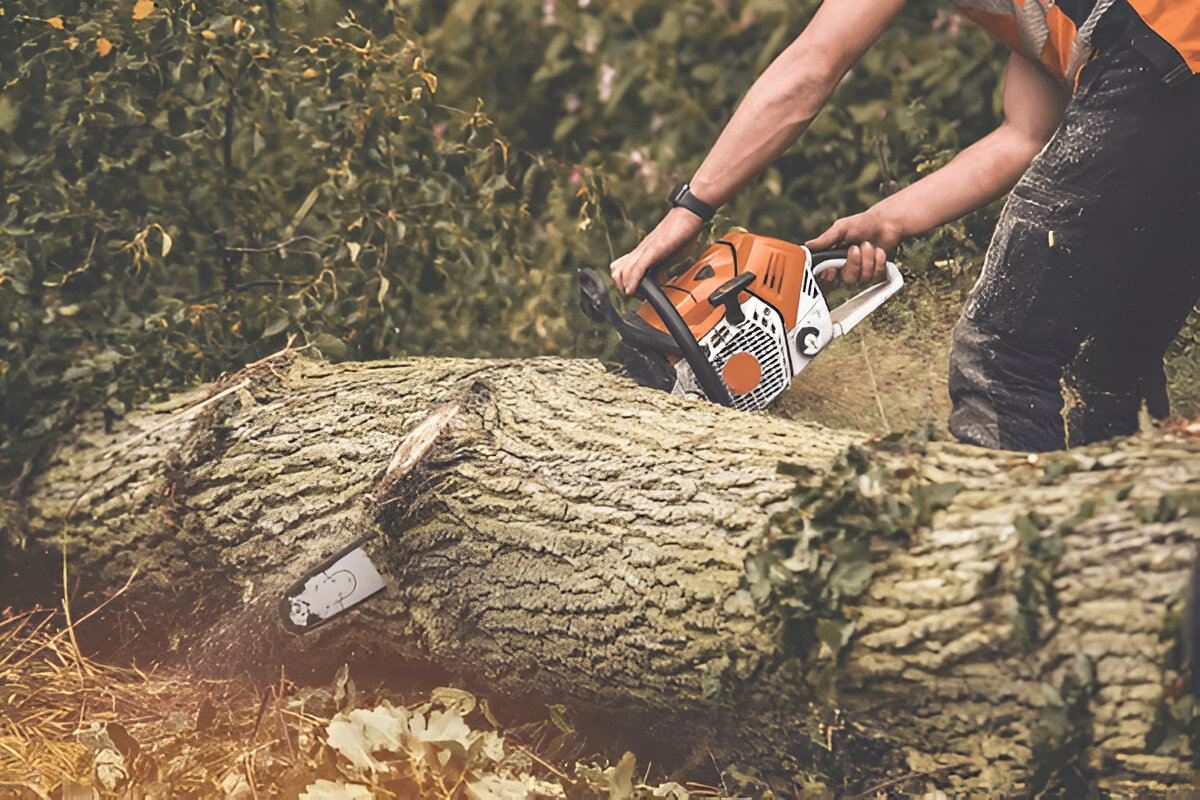 Why Homeowners Choose Tree Surgeon Near Me for Trusted Care – Writoka