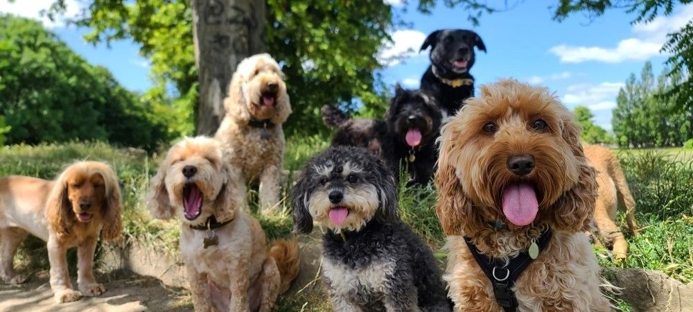How Dog Daycare in Weehawken Keeps Dogs Safe in the Heat