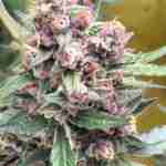 Herba Life
