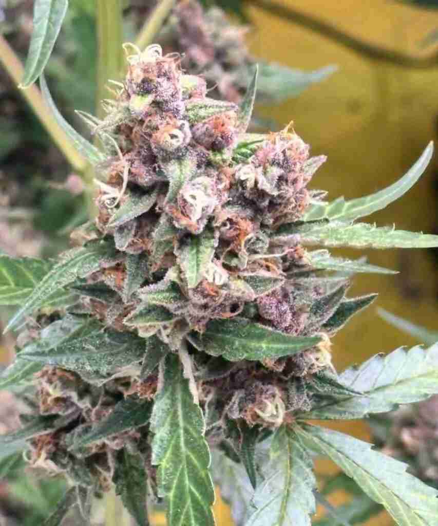 Herba Life
