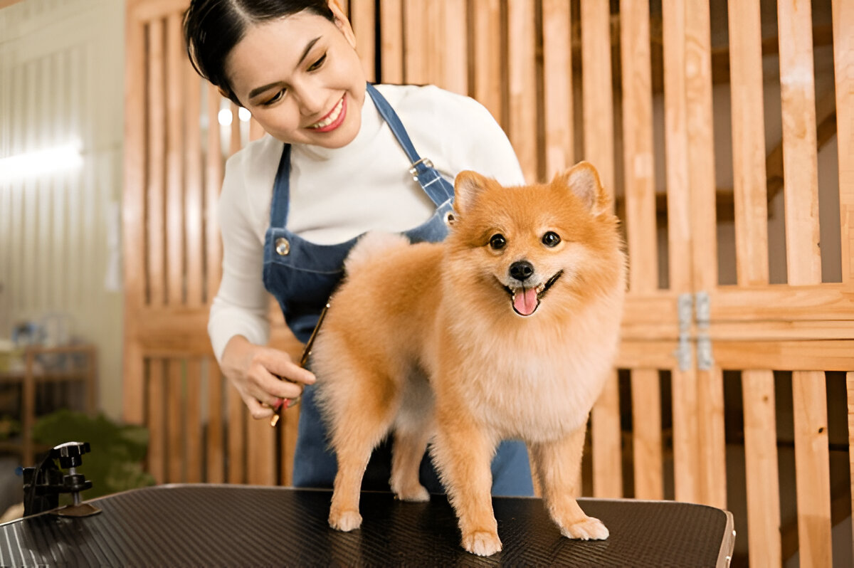 How Pet Grooming Helps Prevent Common Skin and Coat Issues – Writoka