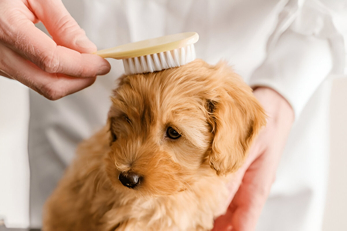 Why Your Pet Deserves Buddies Mobile Pet Grooming Trusted Sitter – Writoka