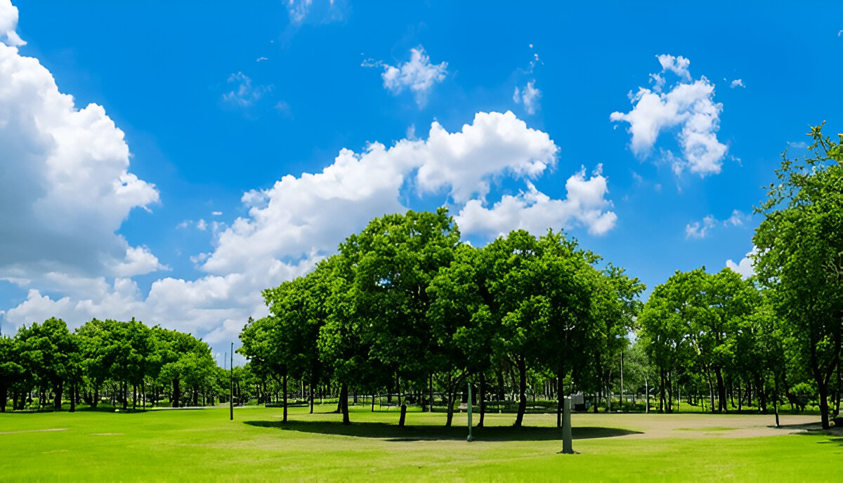 10 Ways City Green Tree Service Protects Property During Storm Season – Writoka