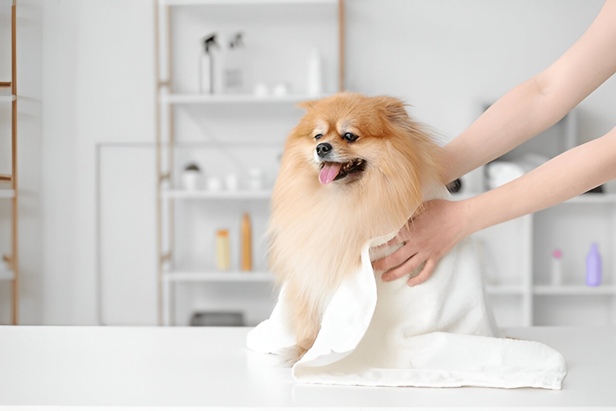 How Does a Pet Groomer Handle Fluffy Pets in Summer Heat? – Writoka