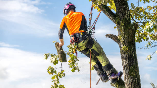 Can A Tree Surgeon Help Save A Sick Or Dying Tree? – View Pen