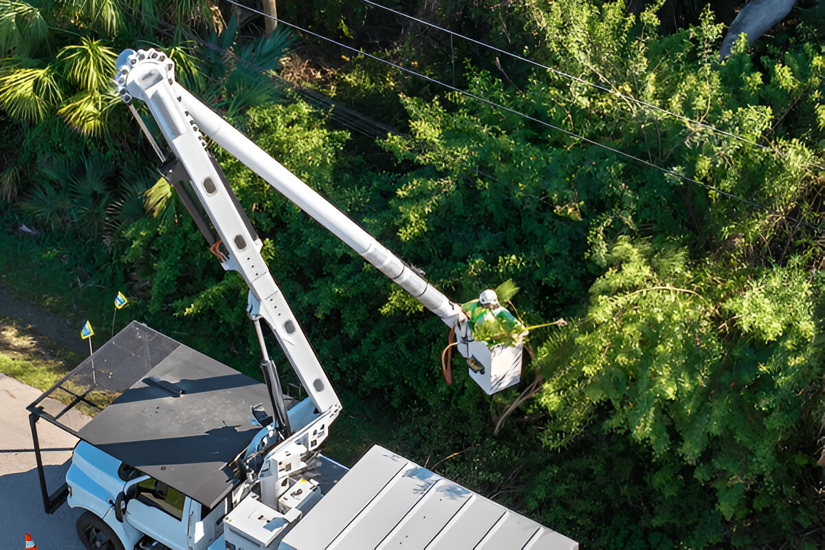 What Causes Trees to Suddenly Lean—How Terry’s Tree Service Handles It? – Writoka