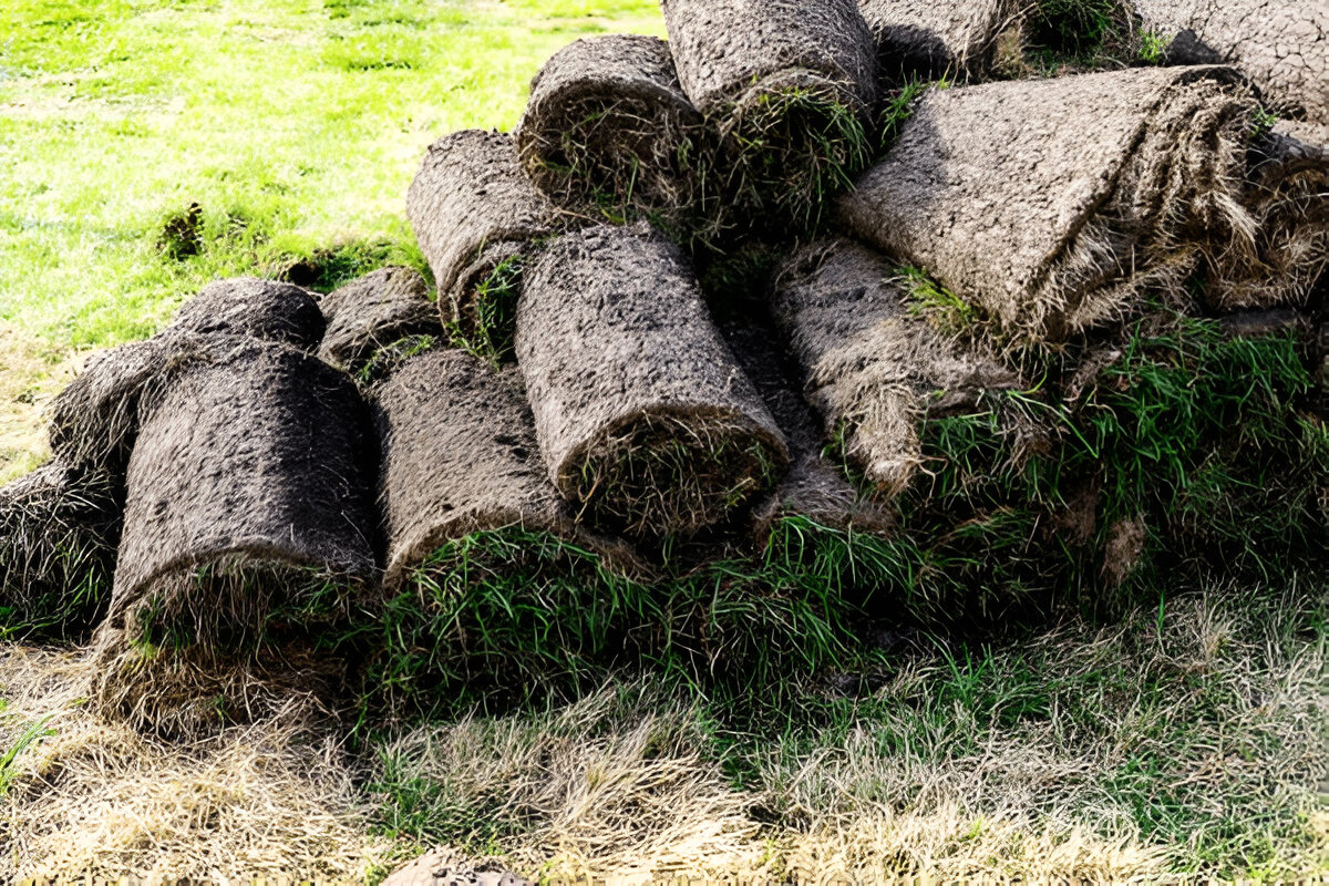 Why Families Trust a Turf Supplier for Kid and Pet-Friendly Yards – Writoka